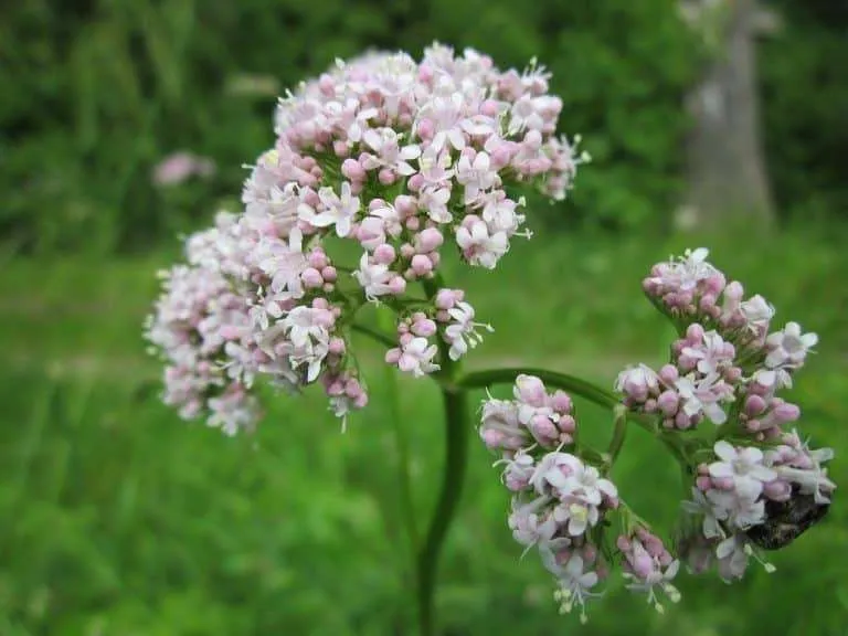 valeriaan-natuur-kruid-stressplein